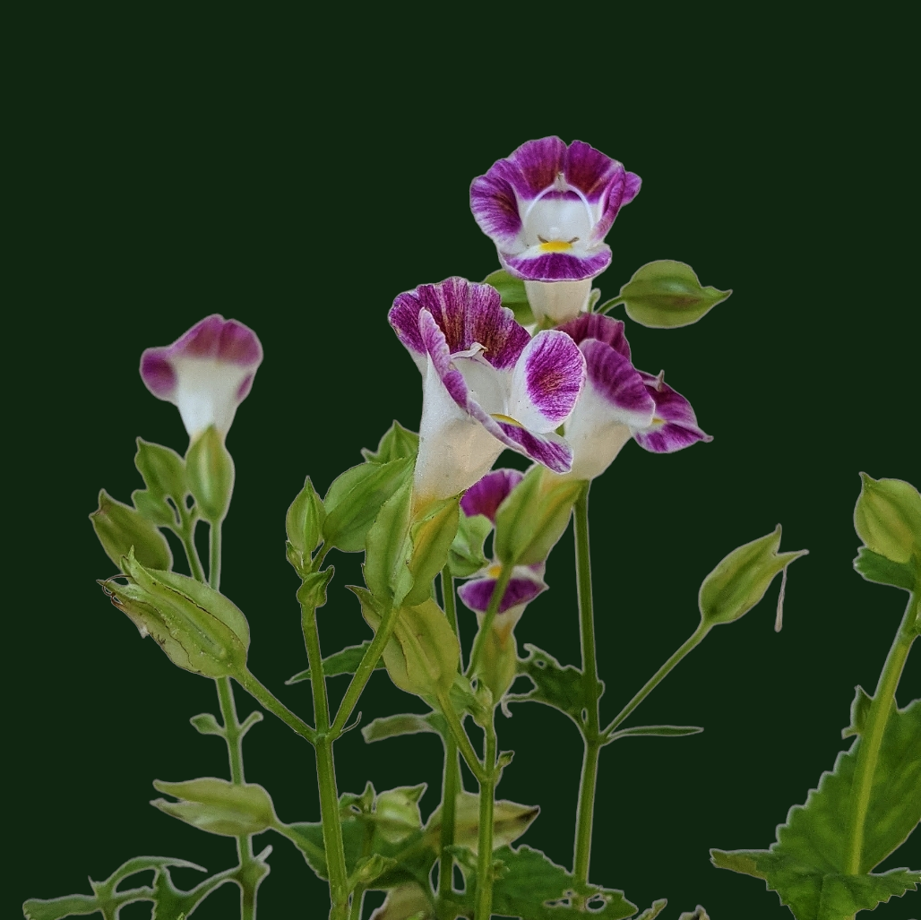 Torenia Fournieri (Wishbone Flower)