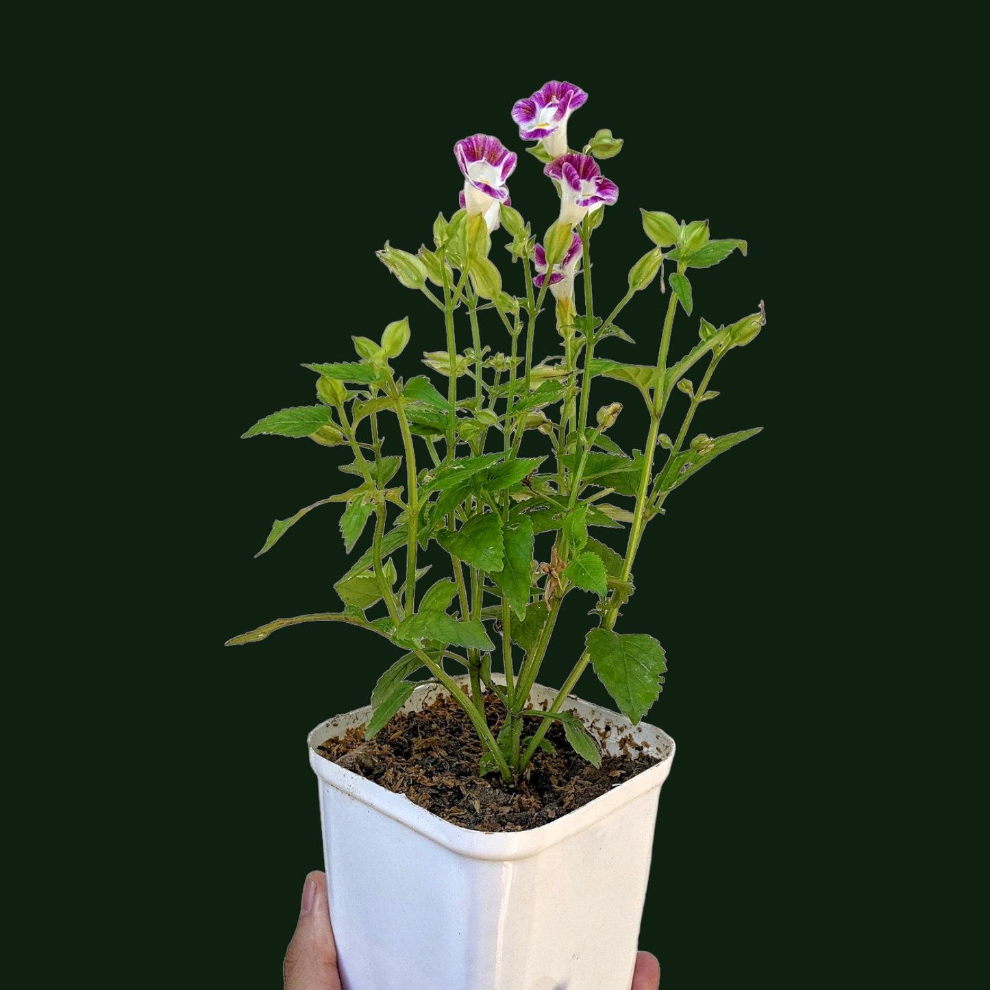 Torenia Fournieri (Wishbone Flower)