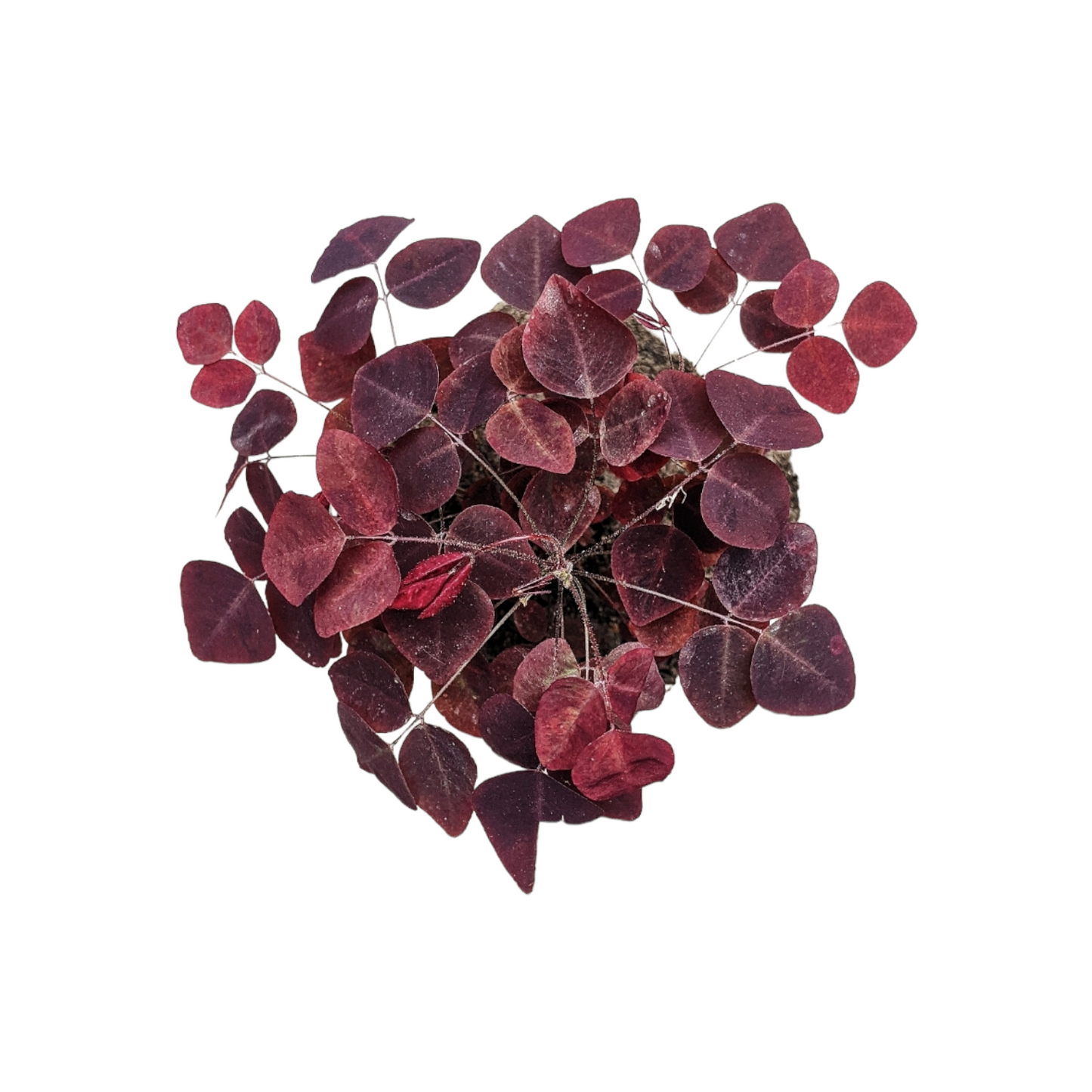 Oxalis Hedysaroides Rubra (Fire Fern)