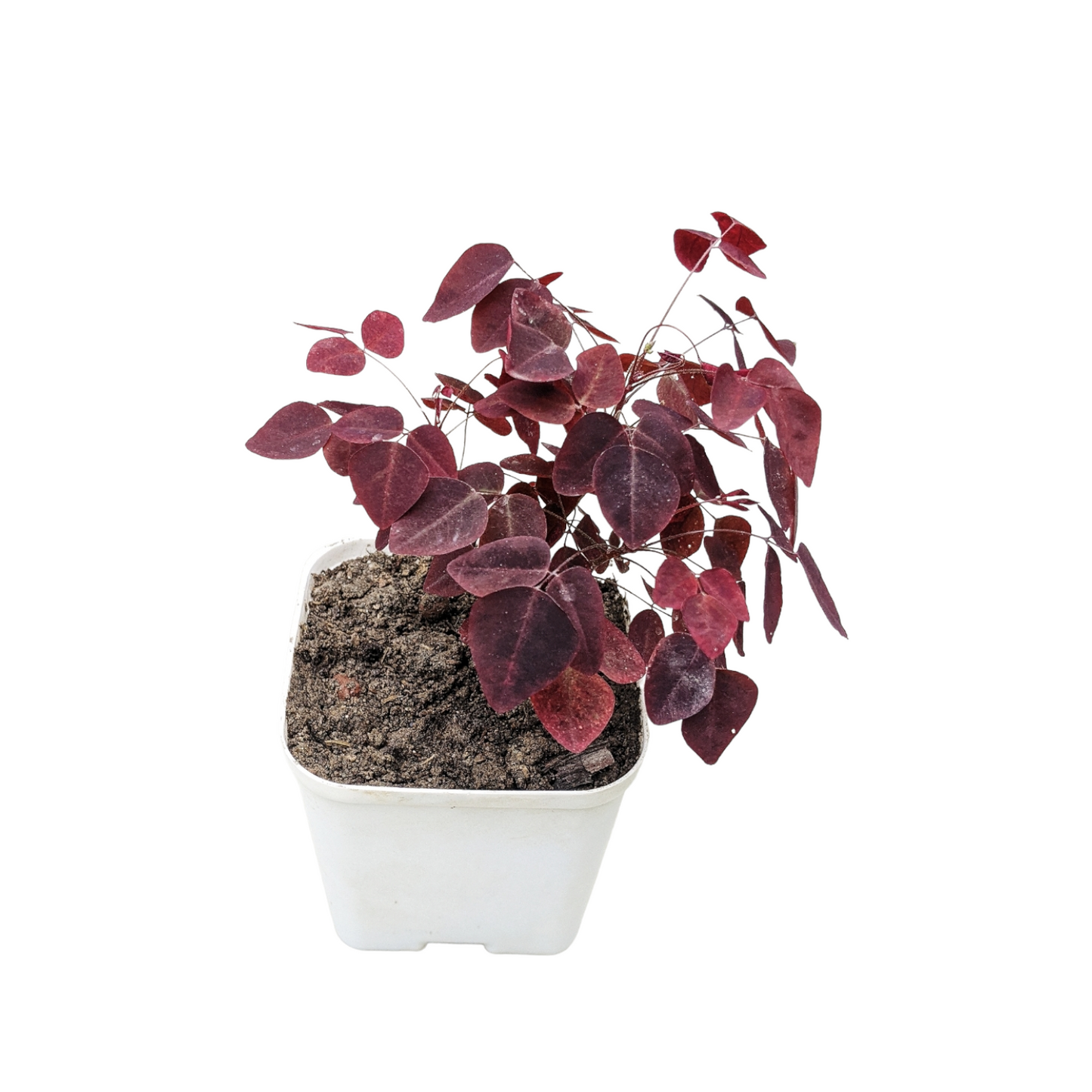 Oxalis Hedysaroides Rubra (Fire Fern)