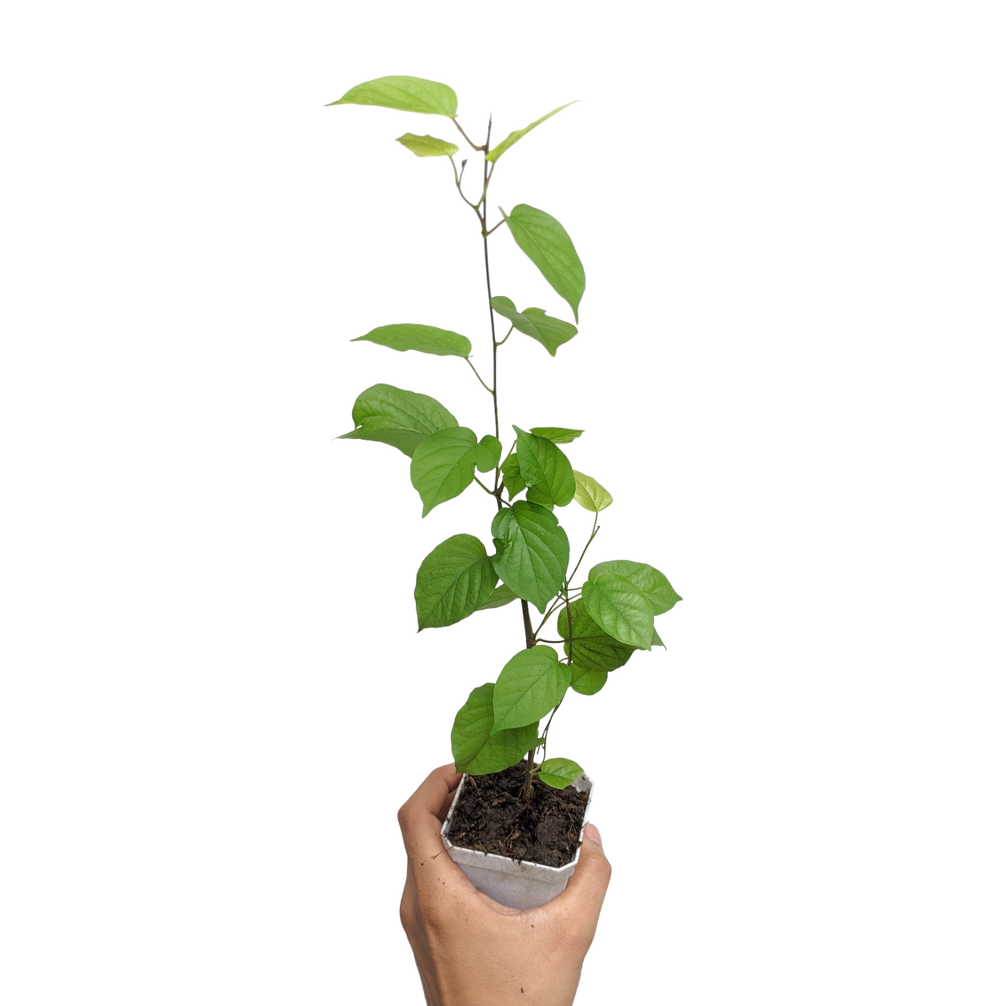 Manimulla (Porana Paniculata)
