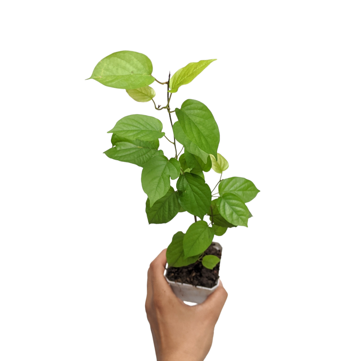 Manimulla (Porana Paniculata)