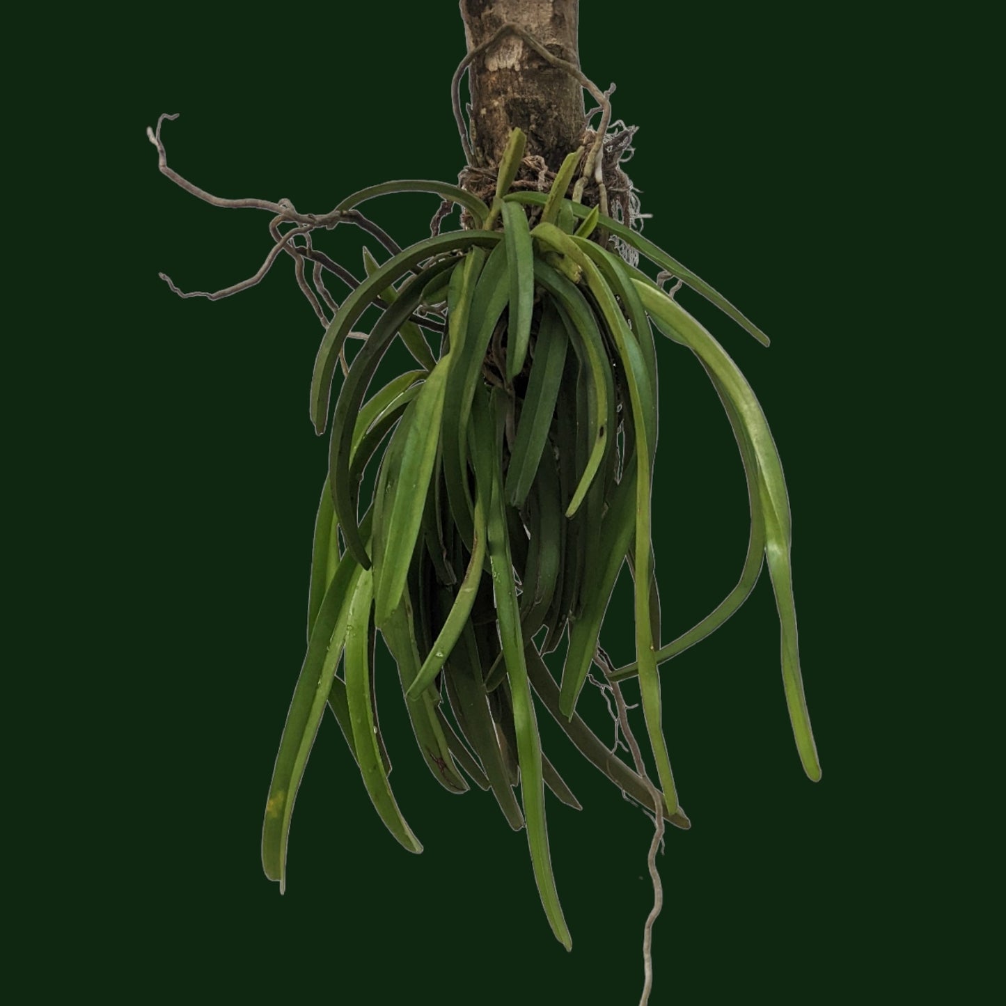 Aerides Multiflora - - Soiled