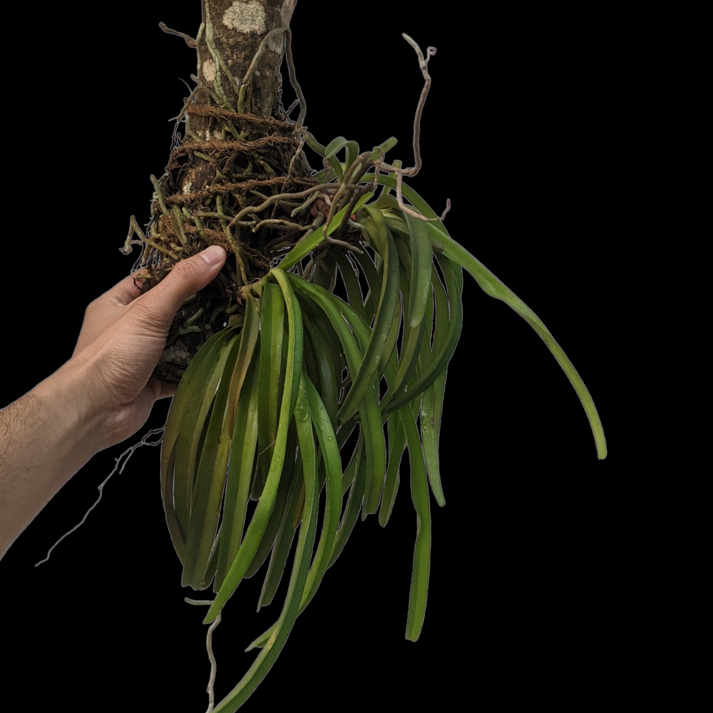 Aerides Multiflora - - Soiled
