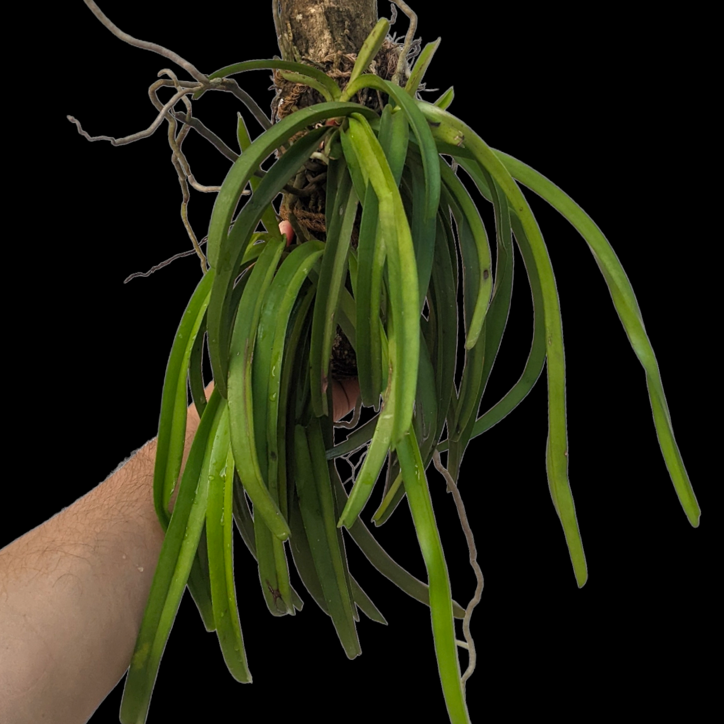 Aerides Multiflora - - Soiled