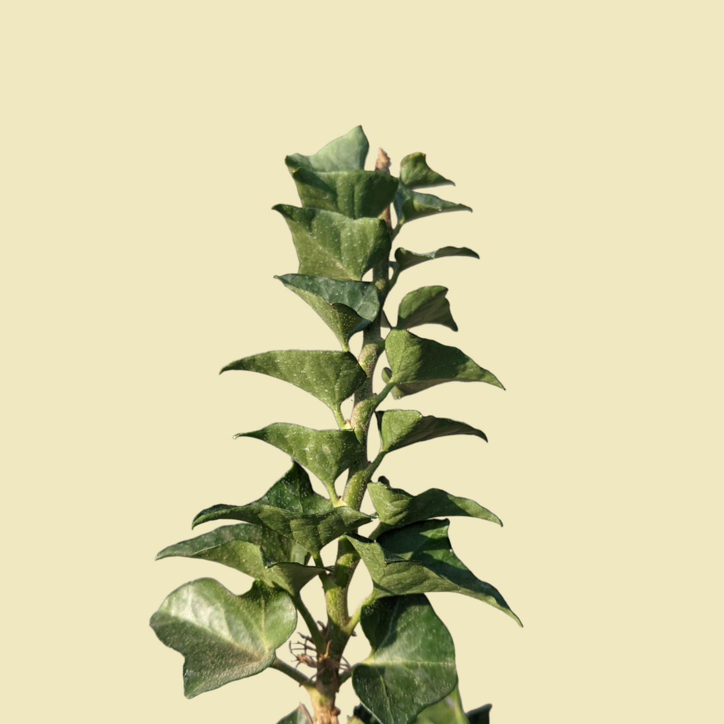 Hedera Helix Erecta English Ivy - Ivy - Soiled