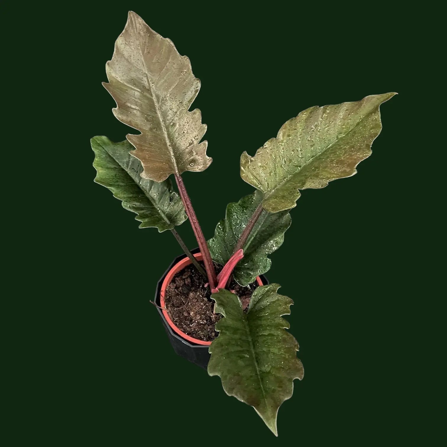 philodendron caramel pluto Philodendron Caramel Pluto