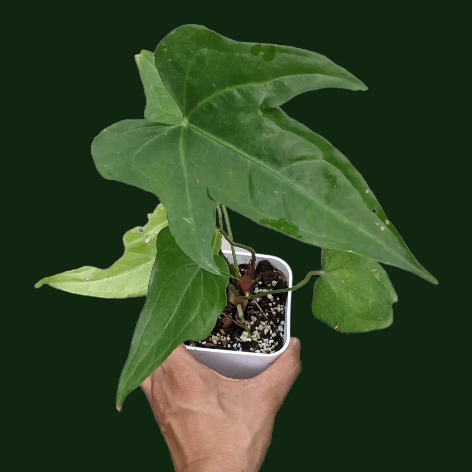 anthurium macrolobium for sale Anthurium Macrolobium