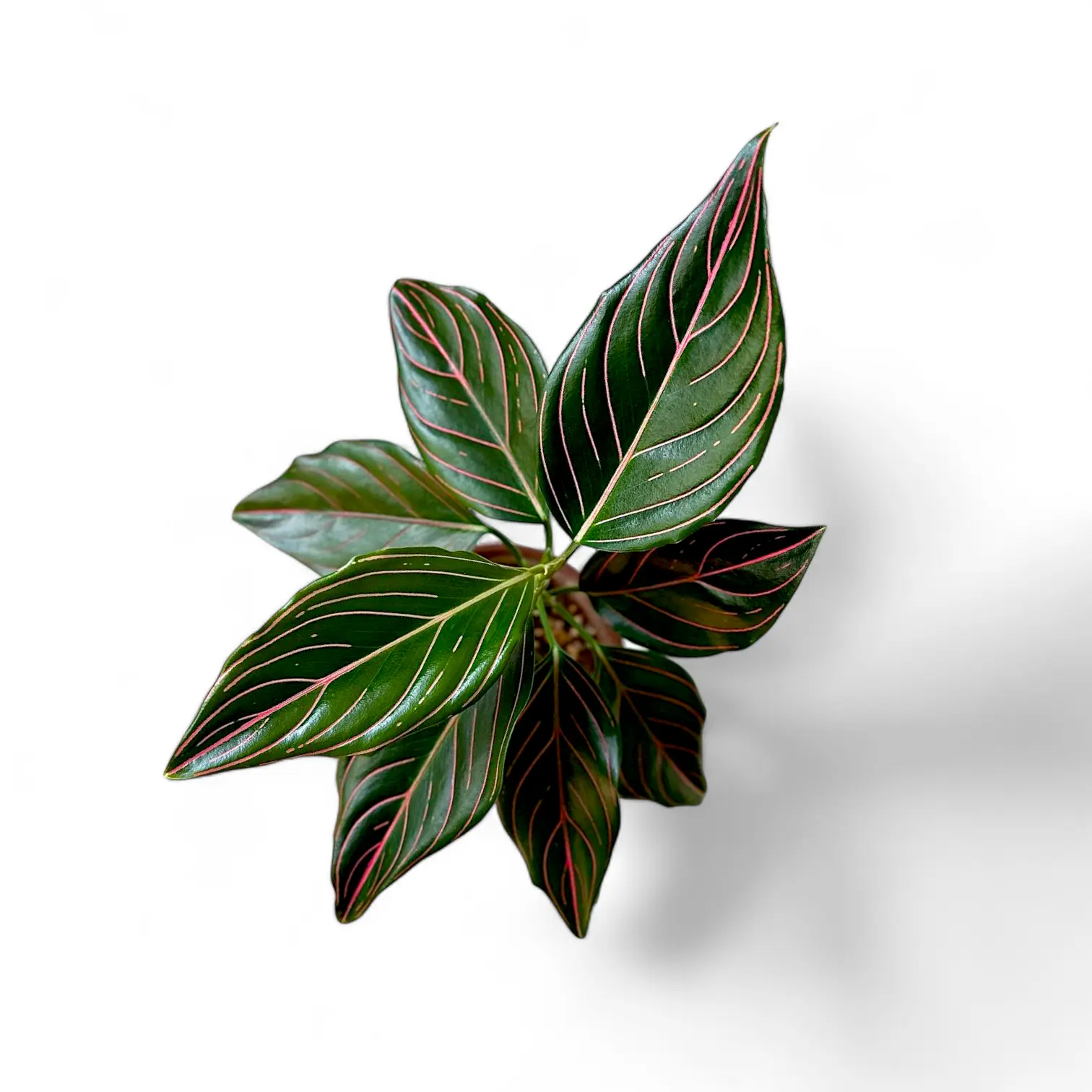 rotundum aglaonema Aglaonema Rotundum – Soiled