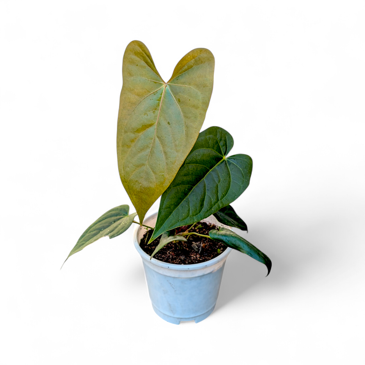 anthurium nigrolaminum gigi care Anthurium Nigrolaminum 'Gigi'