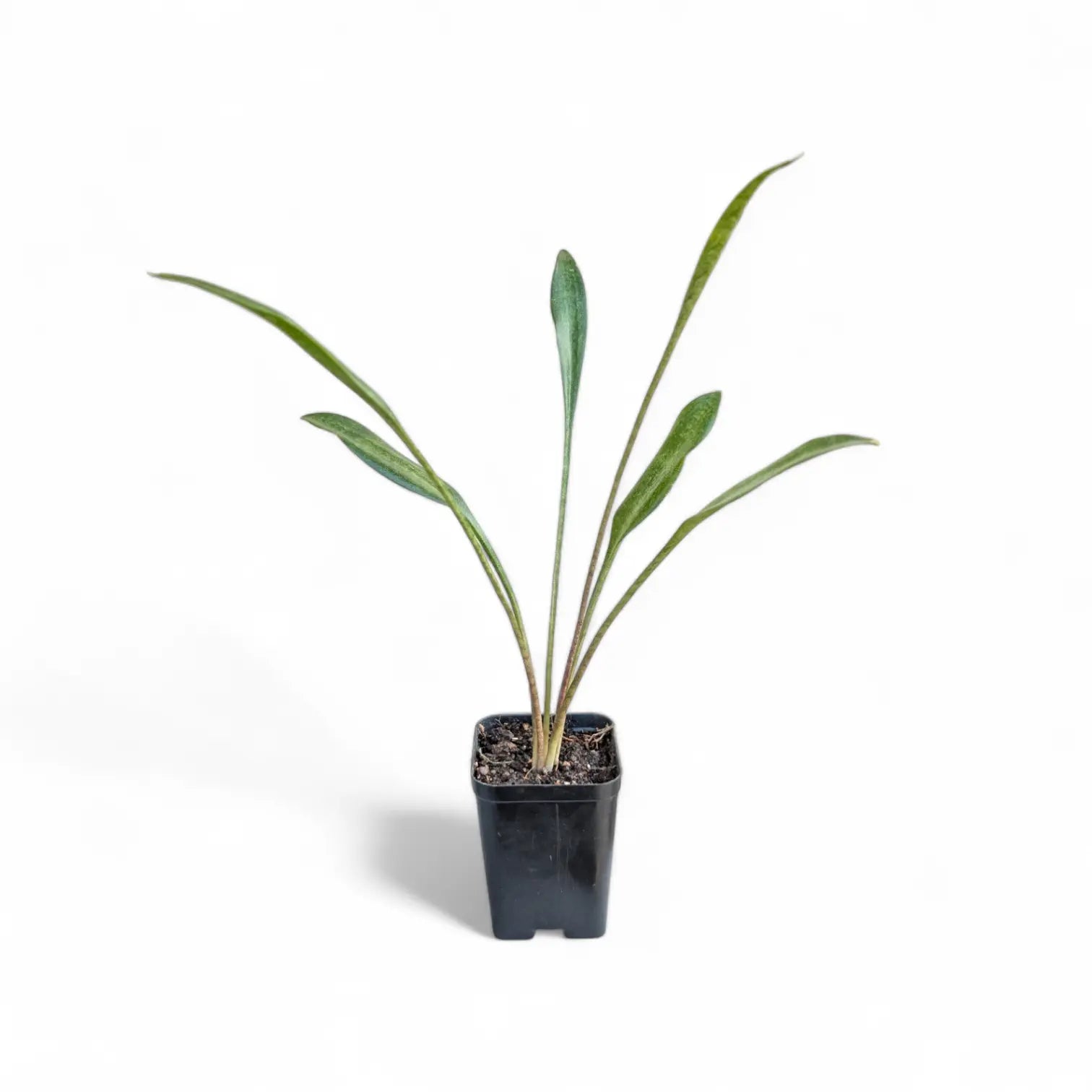 sansevieria concinna for sale Sansevieria Concinna (Spoon Leaf) – Soiled