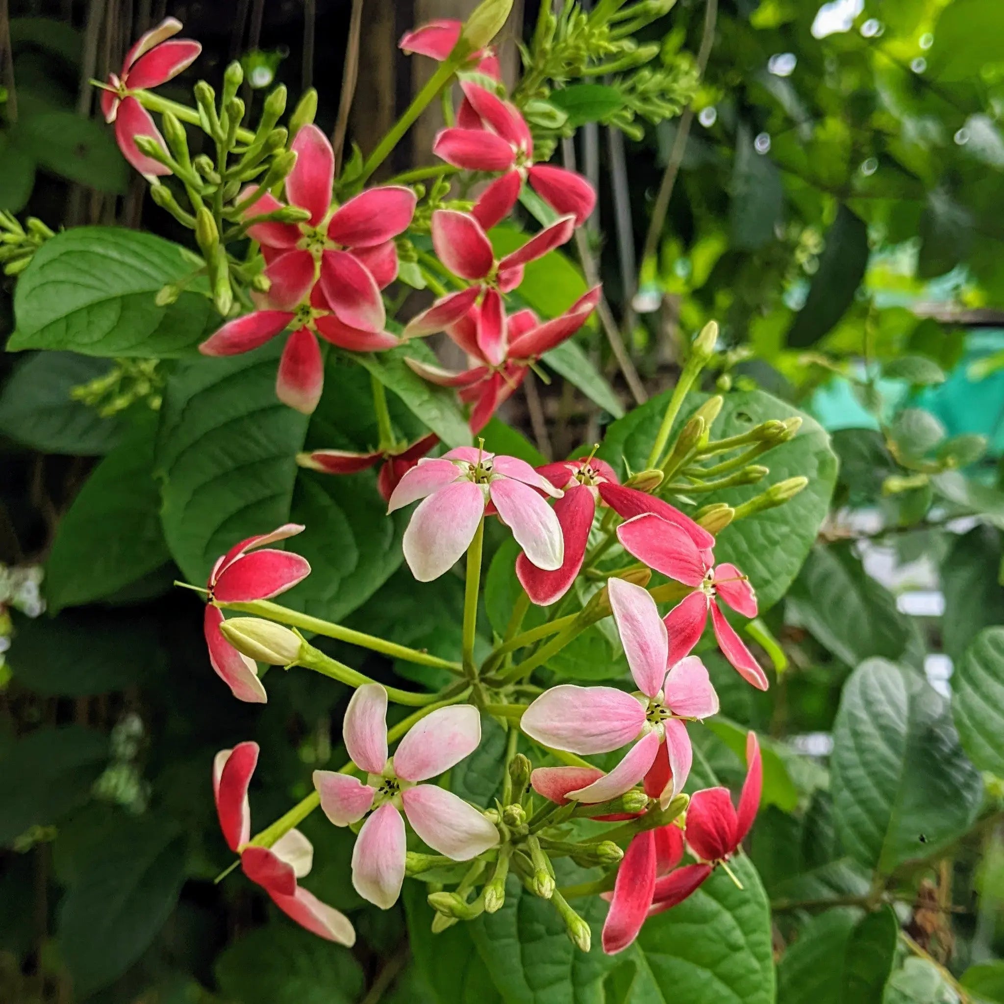 madhumalti flower seeds Rangoon Creeper Madhumalti (Combretum Indicum)