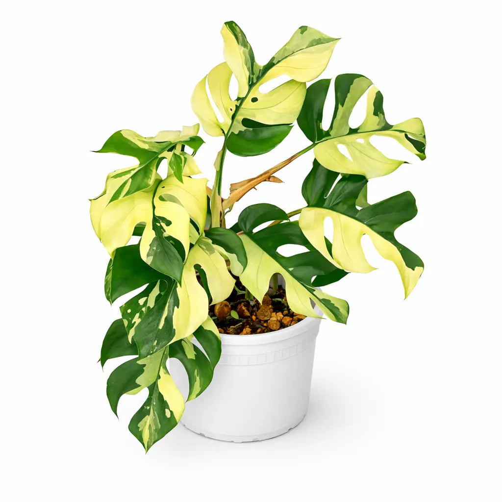 mini monstera yellow leaves Rhaphidophora Tetrasperma Variegated (Mini Monstera)
