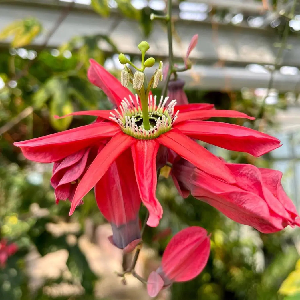 krishna kamal plant seeds Red Krishna Kamal (Passiflora Vitifolia) Passion Flower