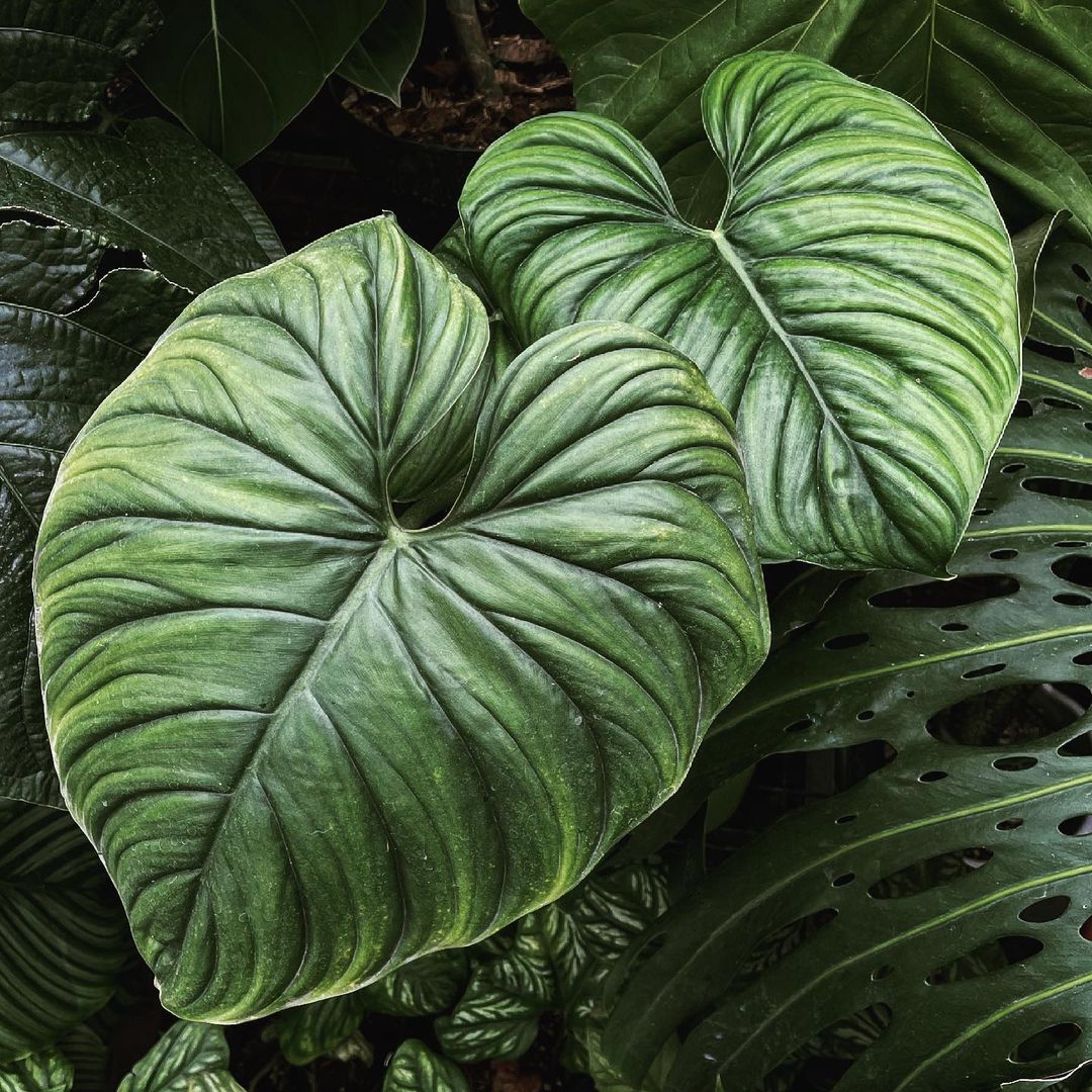 Philodendron SP Colombia - Soiled