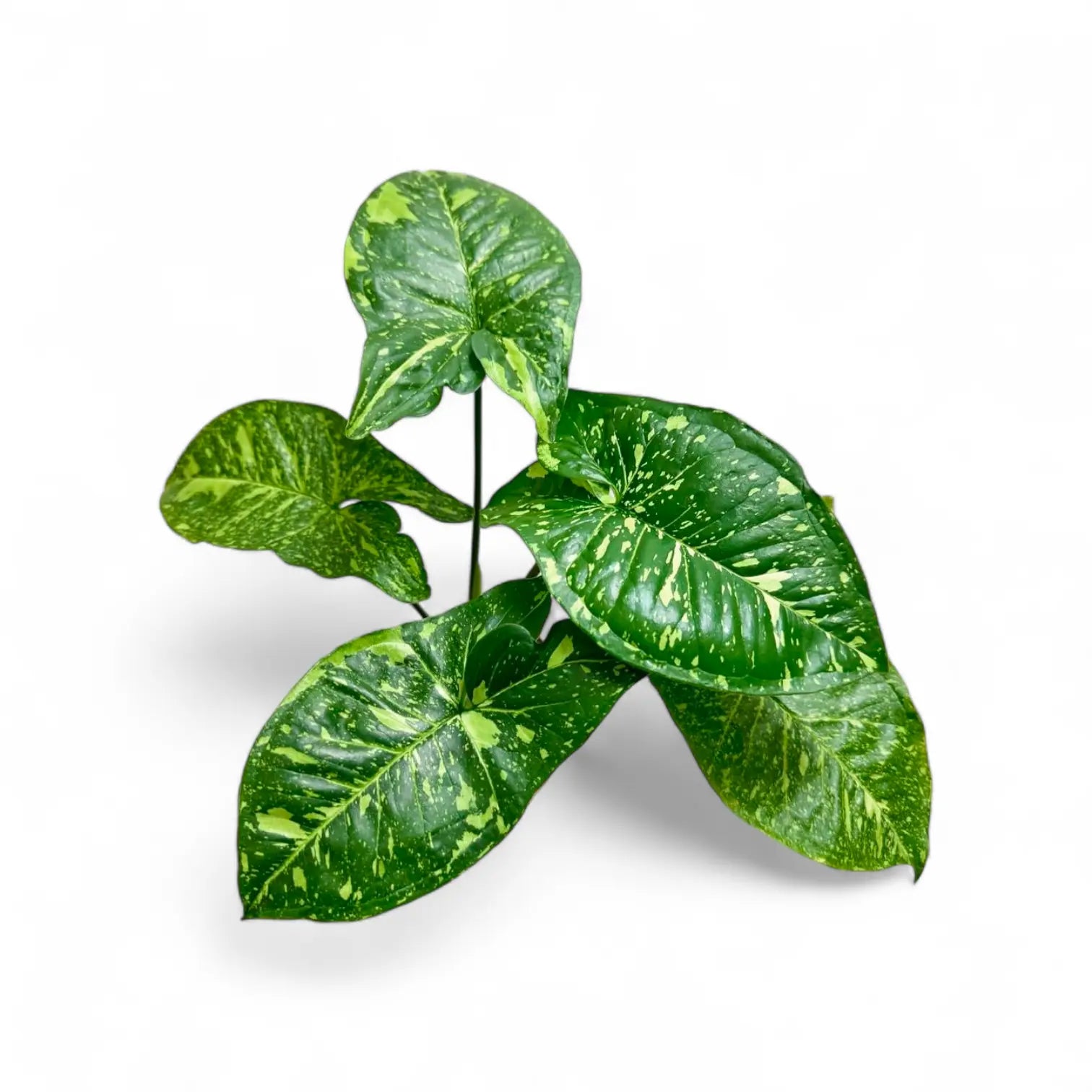green galaxy pothos Syngonium Panda Galaxy