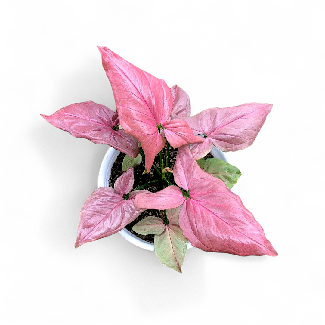 Syngonium Pink Perfection