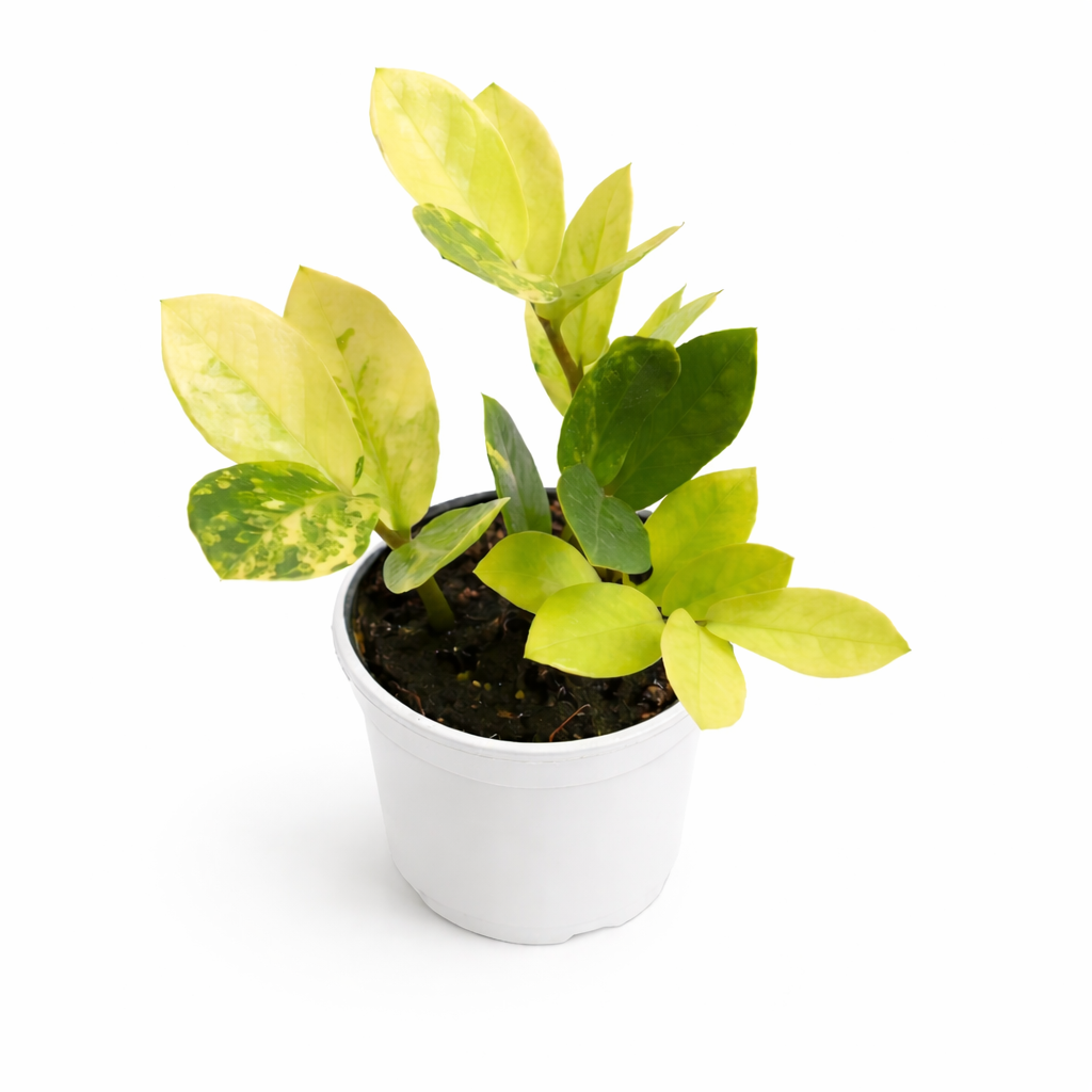 Variegated ZZ Plant (Zamioculcas Zamiifolia Variegata)
