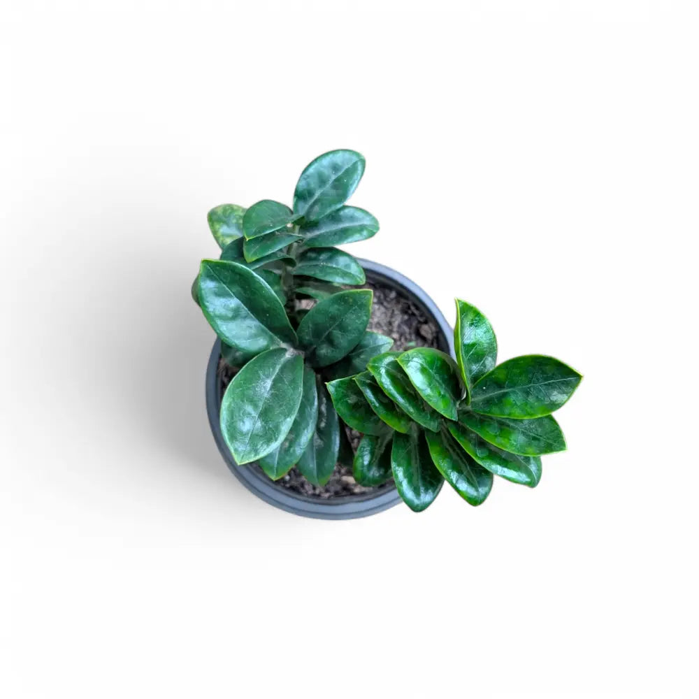 zenzi vs zz plant ZZ Zenzi (Zamioculcas zamiifolia 'Zenzi') – Soiled