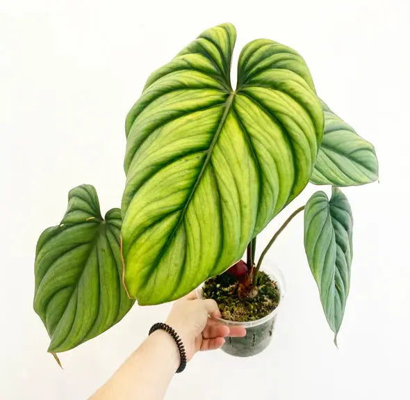 philodendron sp colombia care Philodendron SP Colombia: Discover the Exotic Charm