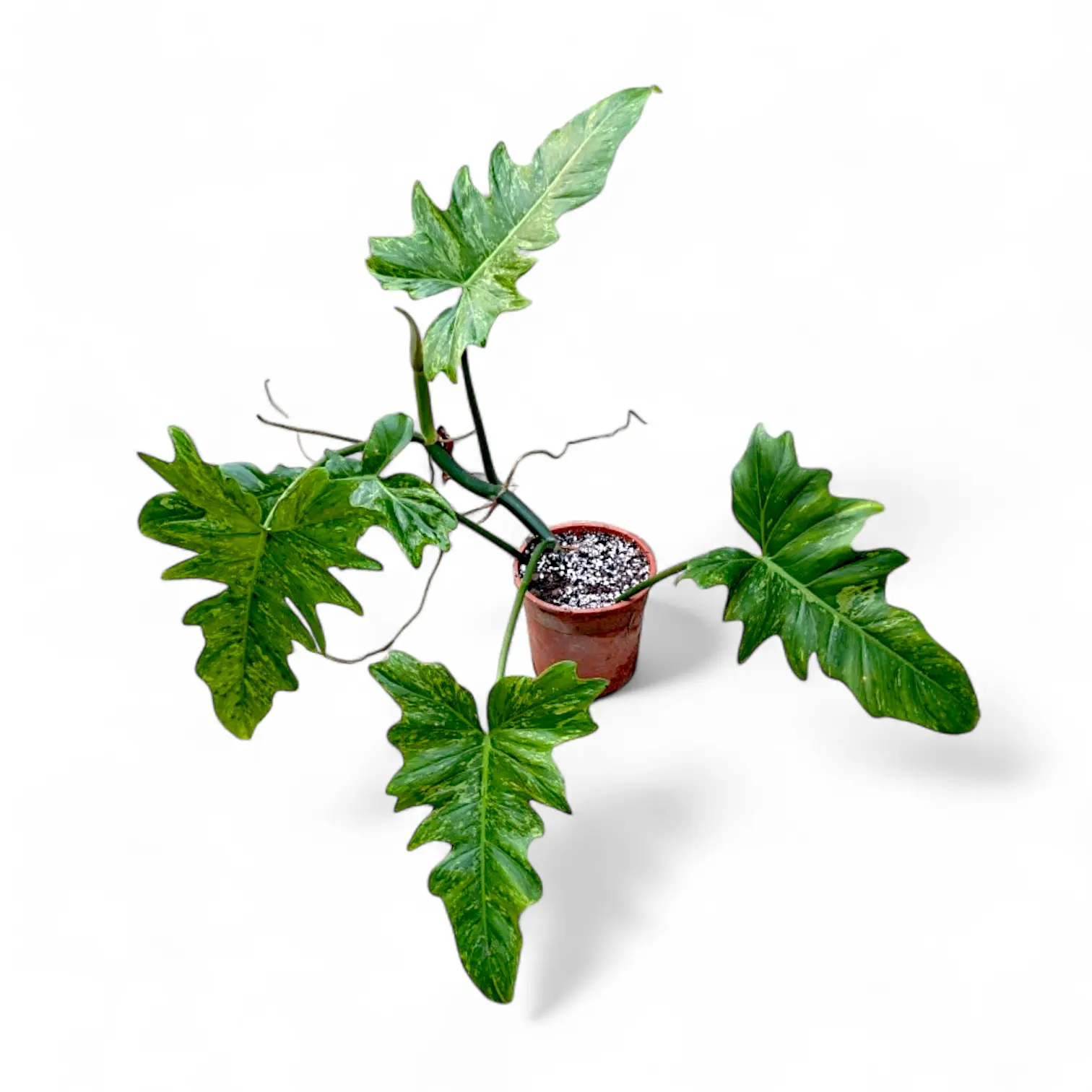 philodendron fiddle Philodendron Minarum 'Lime Fiddle' – Soiled