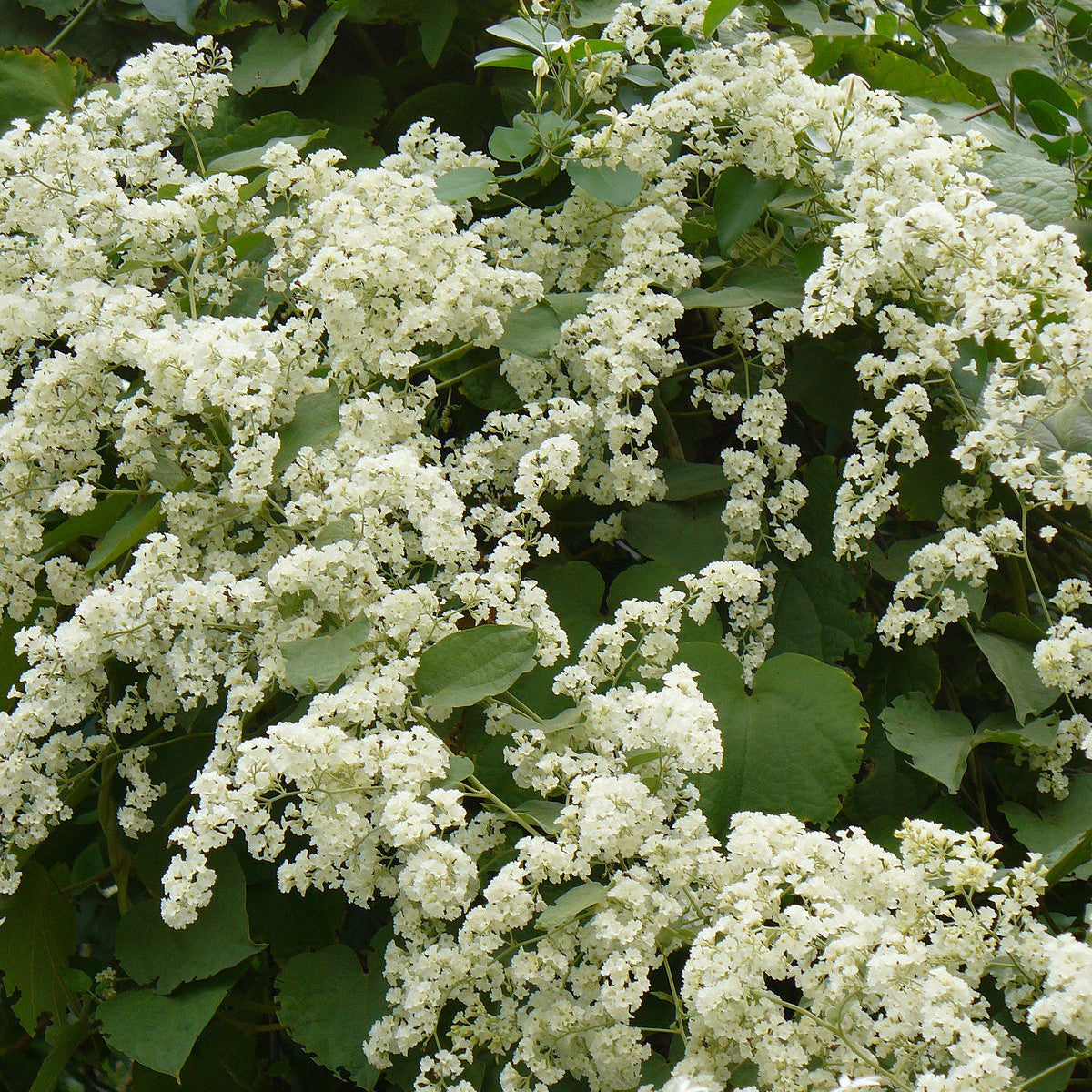 Manimulla (Porana Paniculata)
