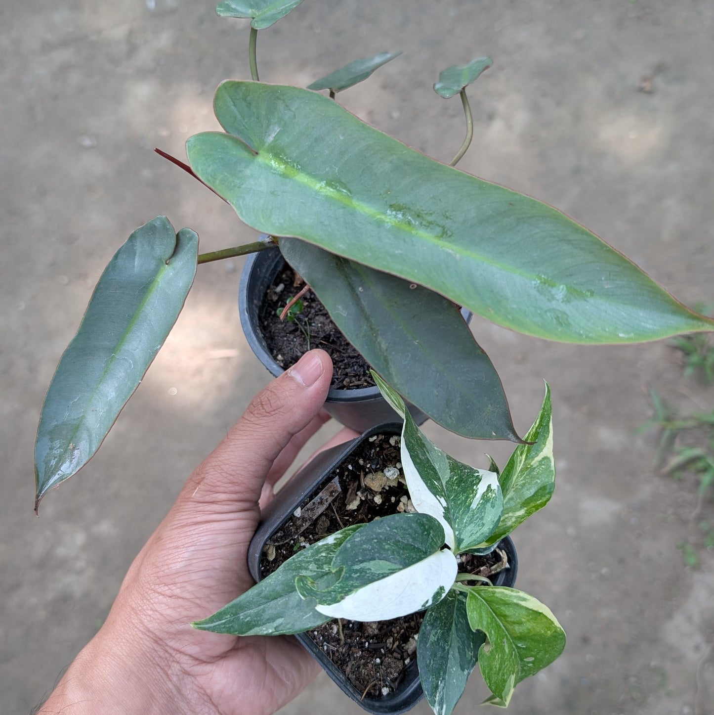 Combo - Philodendron Atabapoense + Epipremnum Pinnatum Albo
