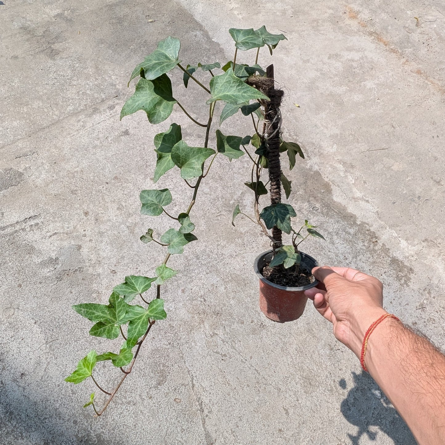 Common Ivy