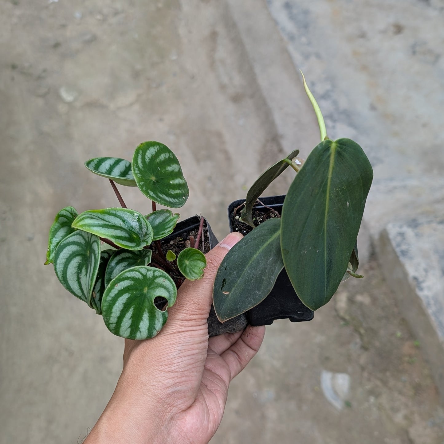 Combo - Watermelon Peperomia + Philodendron Gigas