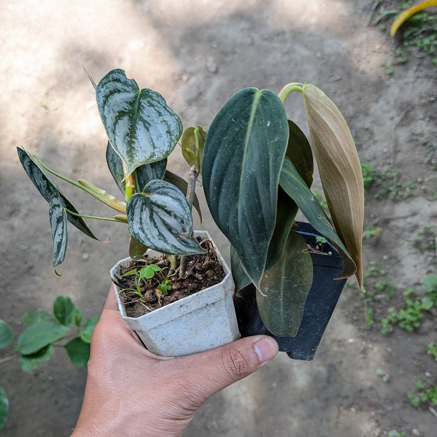 Combo - Philodendron Gigas + Brnadtianum