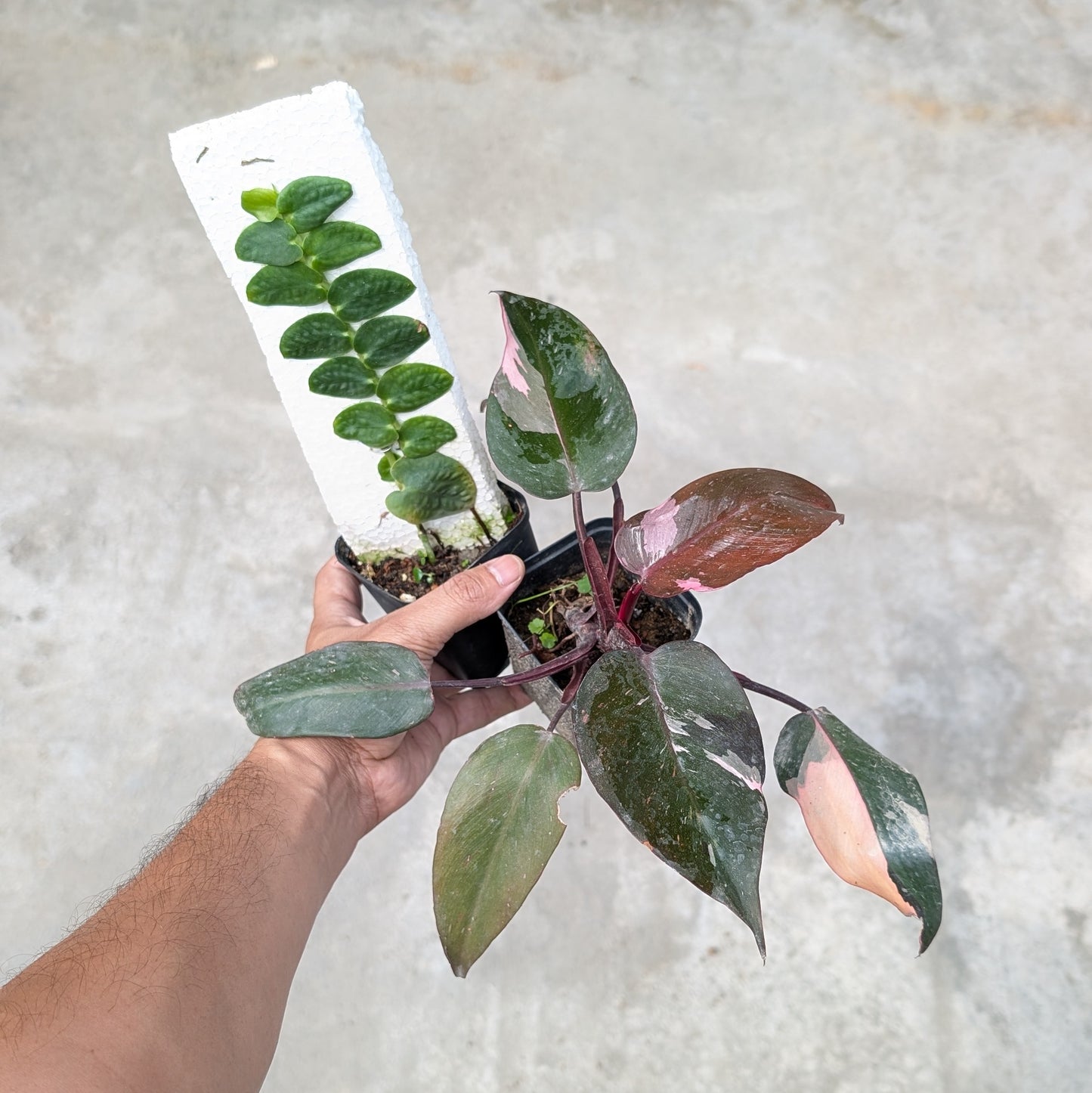 Combo - Rhaphidophora Korthalsii + Philodendron Pink Princess