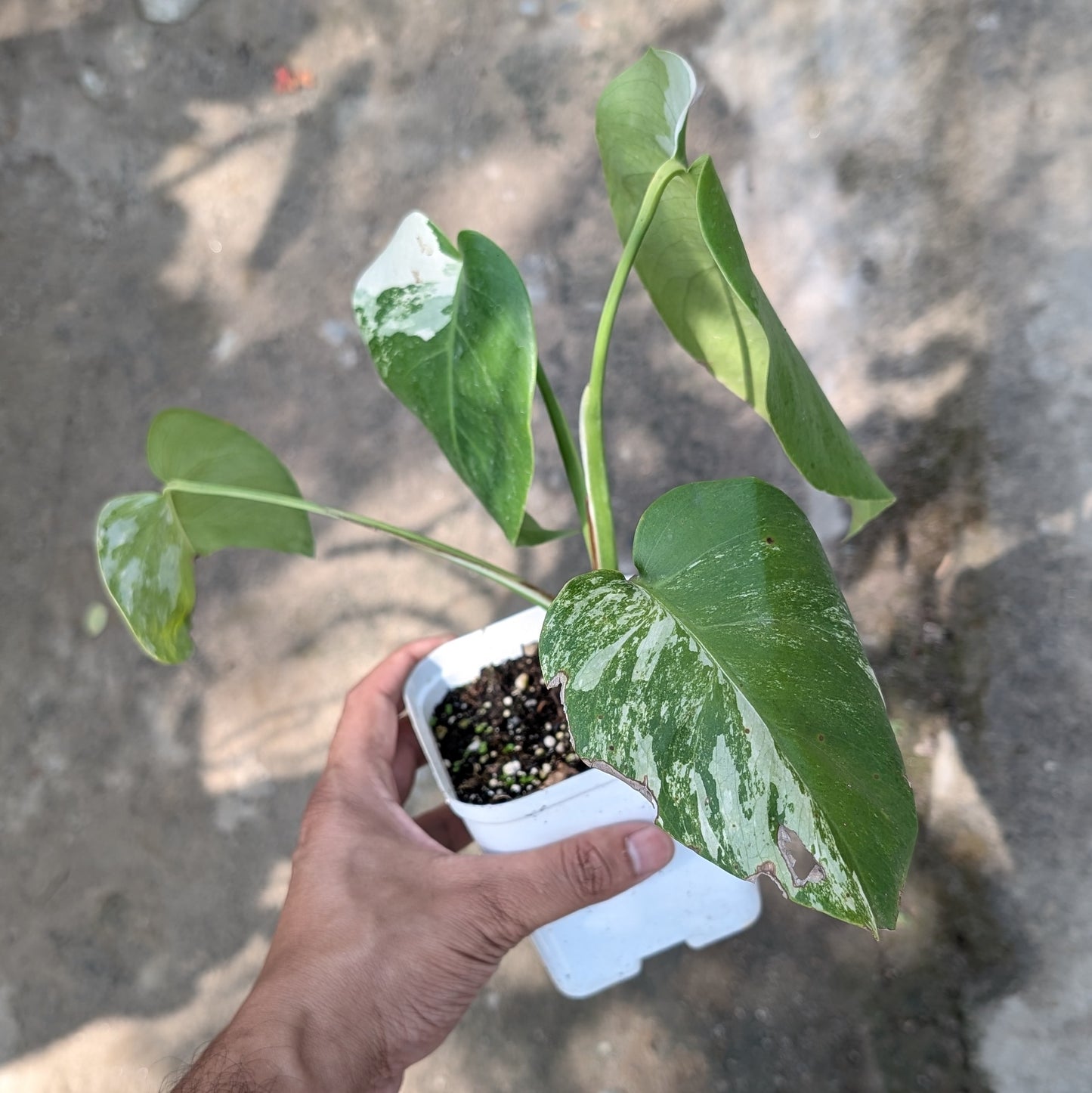 Monstera Albo Variegated