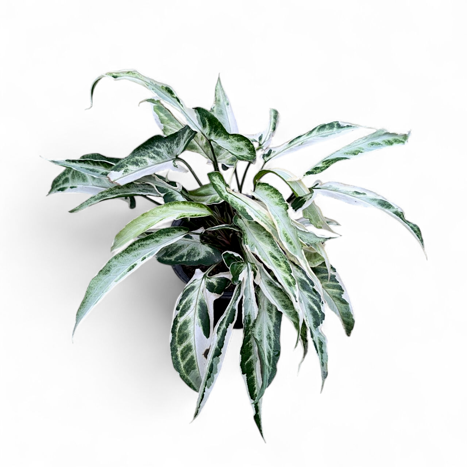Syngonium 'Starlite'