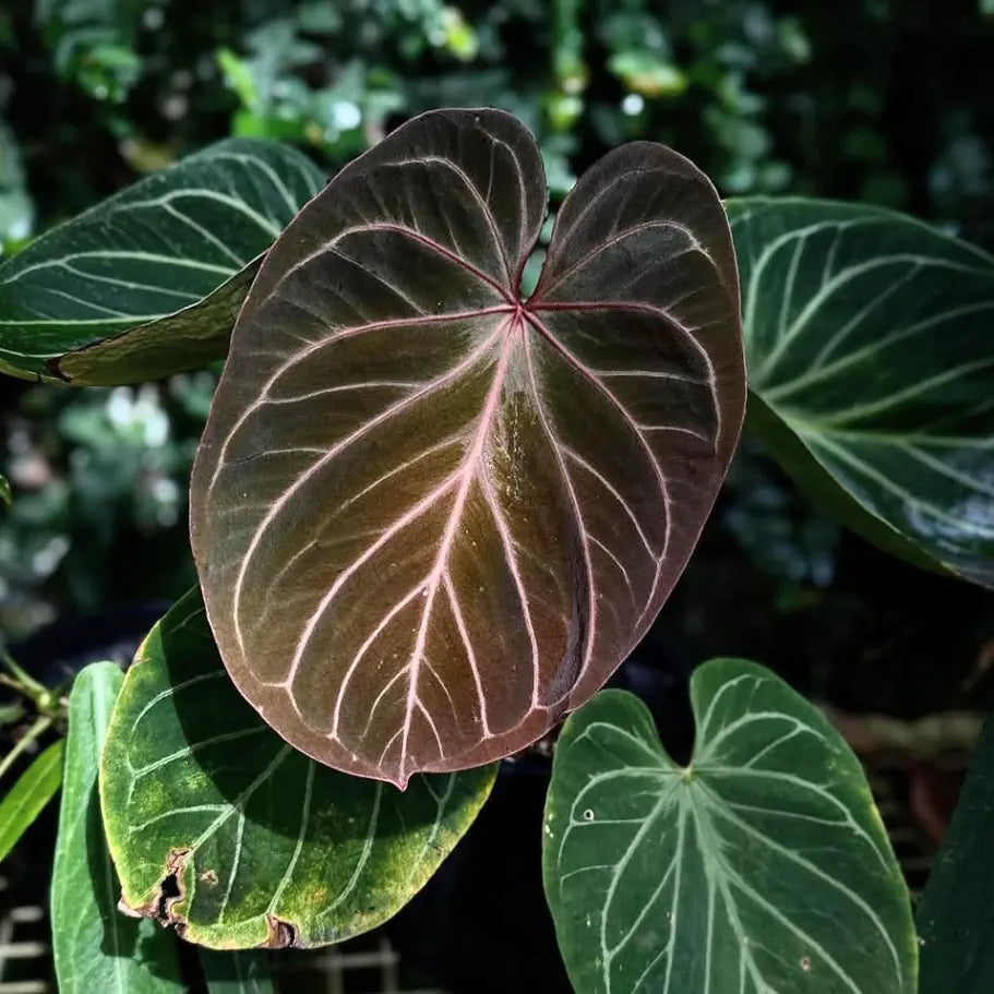 philodendron king of spades Anthurium King of Spades