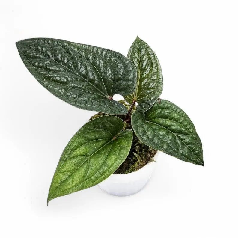 aroid anthurium Anthurium Luxurian Hybrid – Rare Velvet Aroid for Indoors