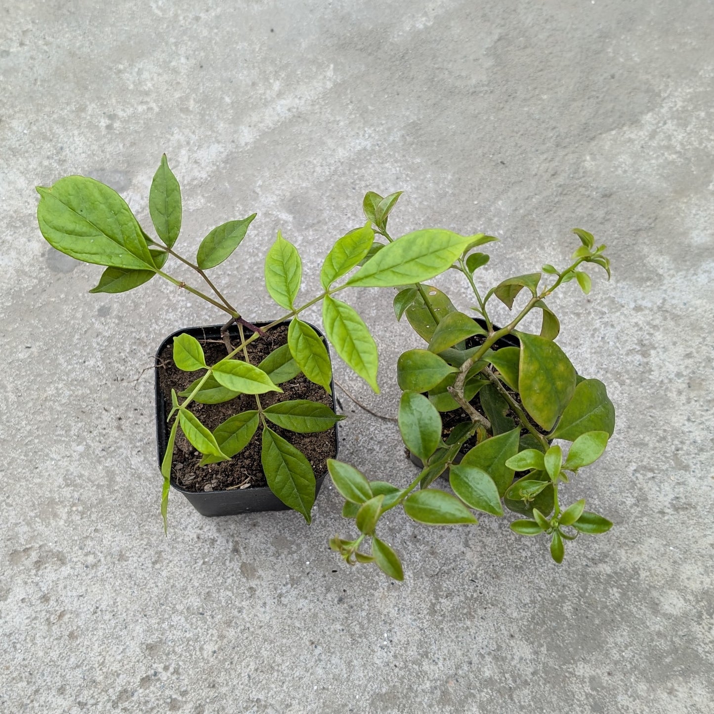 Combo - Lemon Vine + Fraser Island Creeper