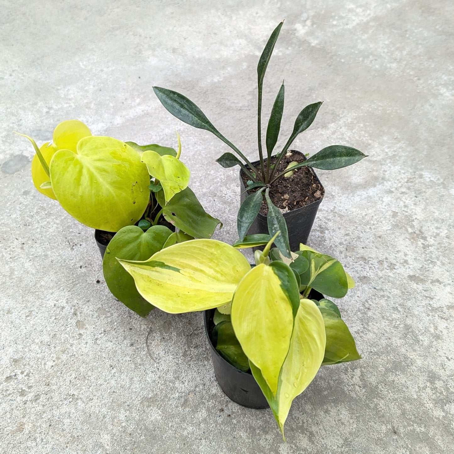 Combo - Philodendron Brasil + Neon Pothos + Sansevieria Concinna