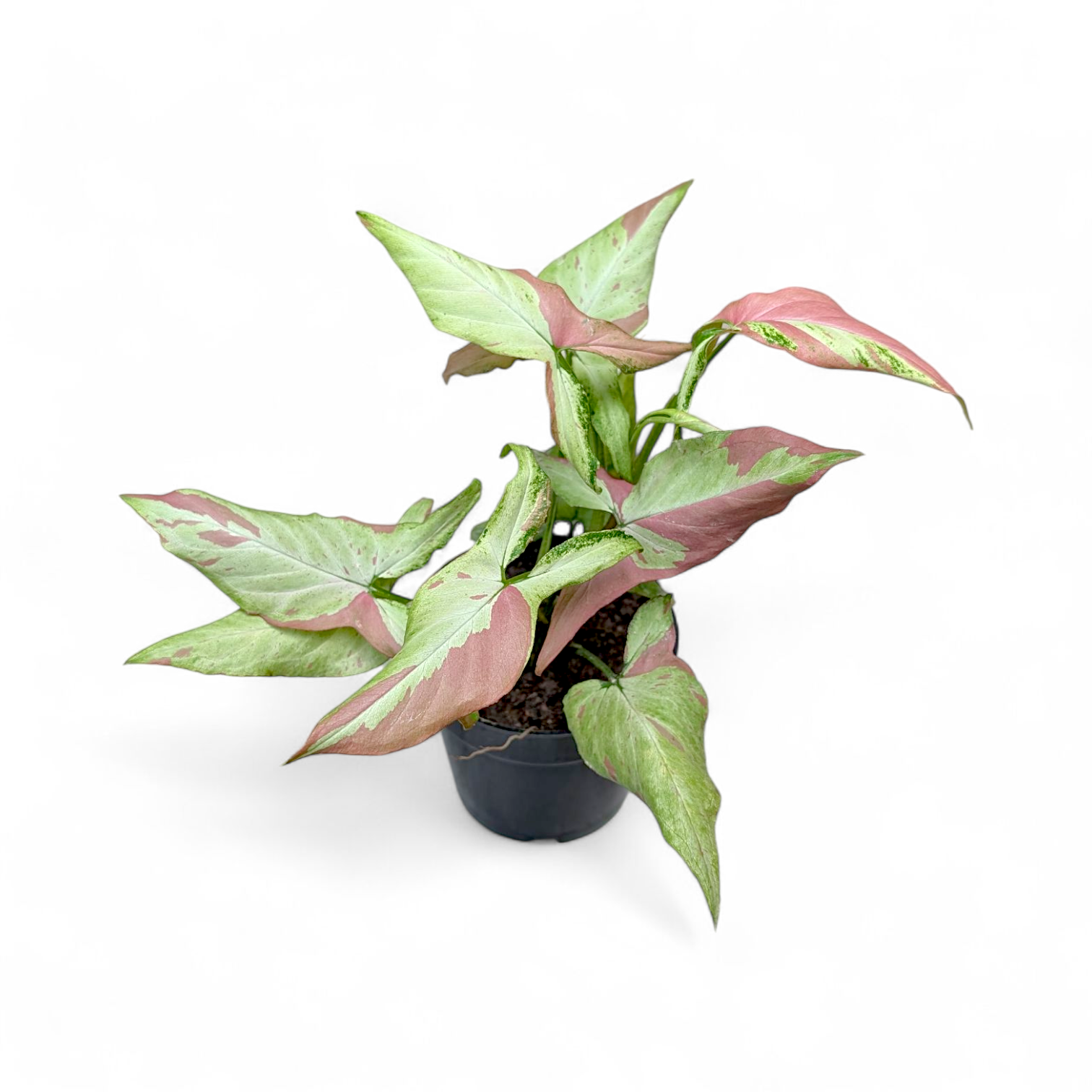 Syngonium Pink Salmon