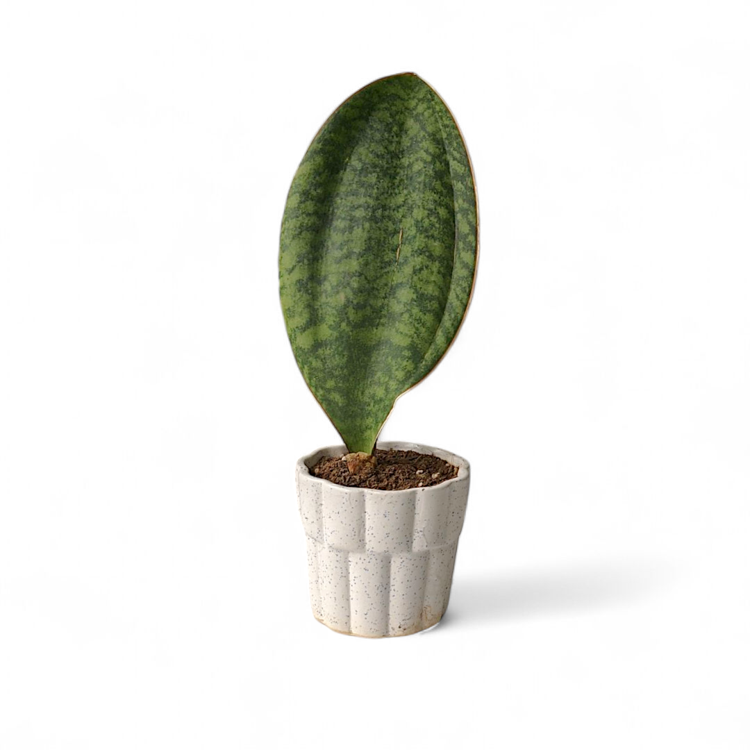 Buy Sansevieria Masoniana - Whalefin Snake Plant Online in India