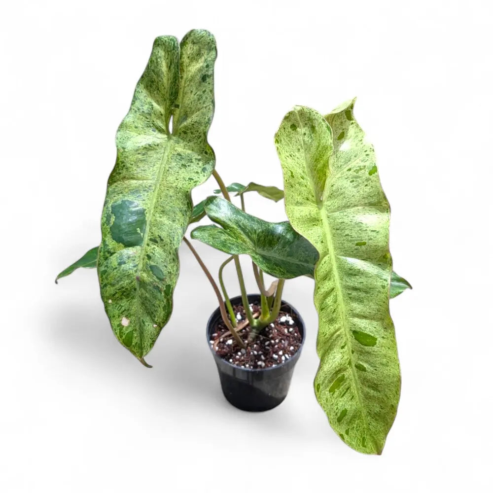 paraiso verde philodendron for sale Philodendron Paraiso Verde – Rare Speckled Variegated Aroid