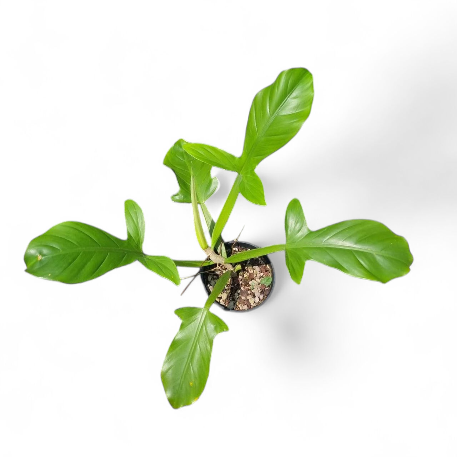 Philodendron Applanatum