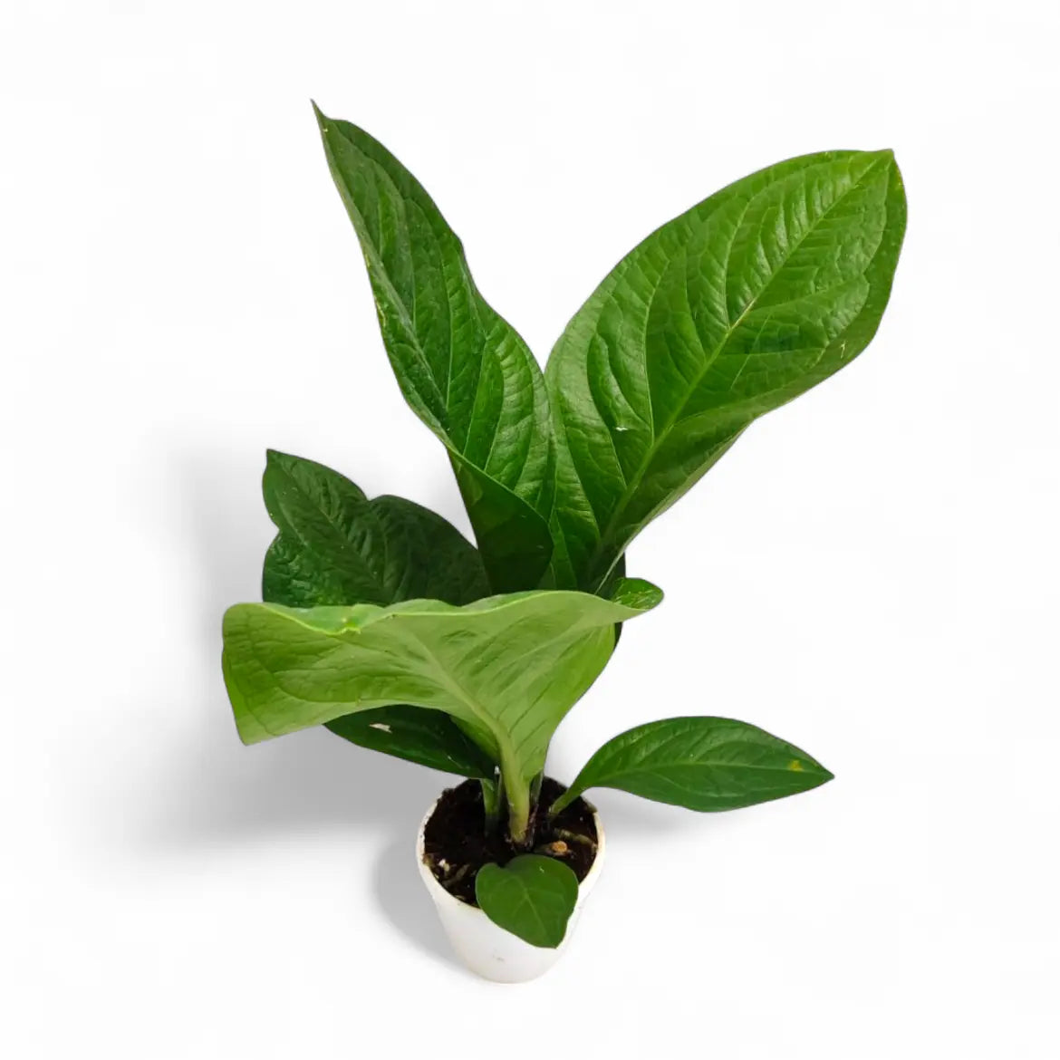 anthurium price philippines Anthurium 'Jenmanni' – Rare Green Leaf Hybrid