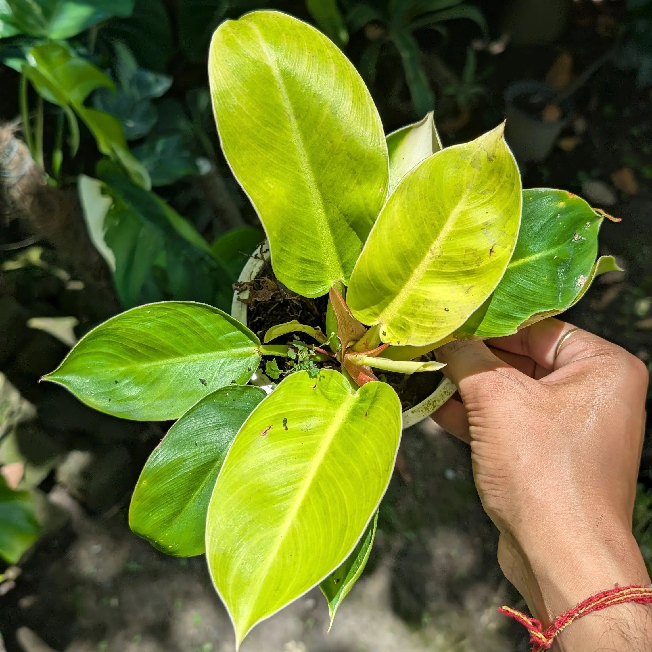 moonshine philodendron Philodendron Moonshine – Soiled