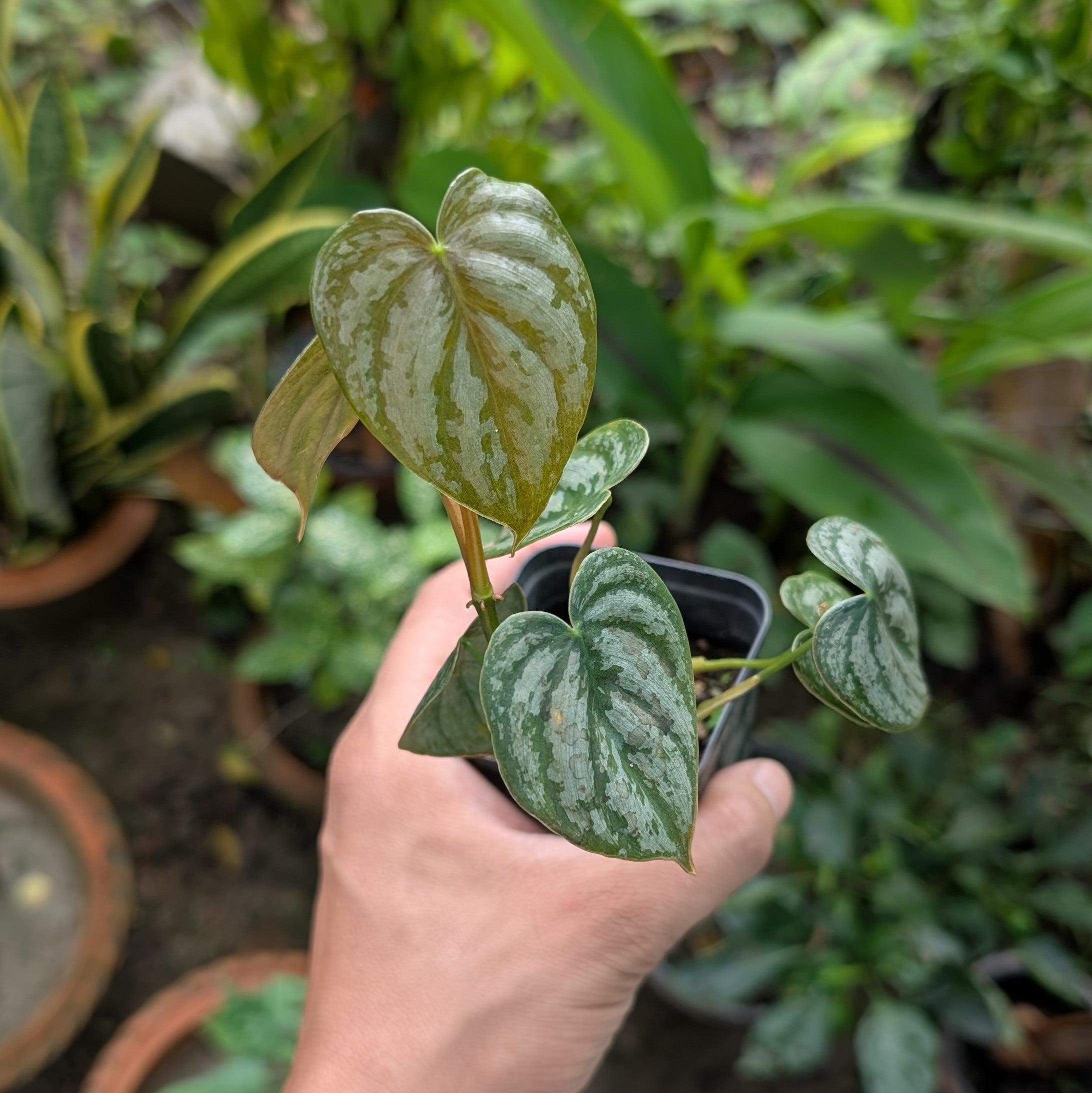 Philodendron Brandtianum