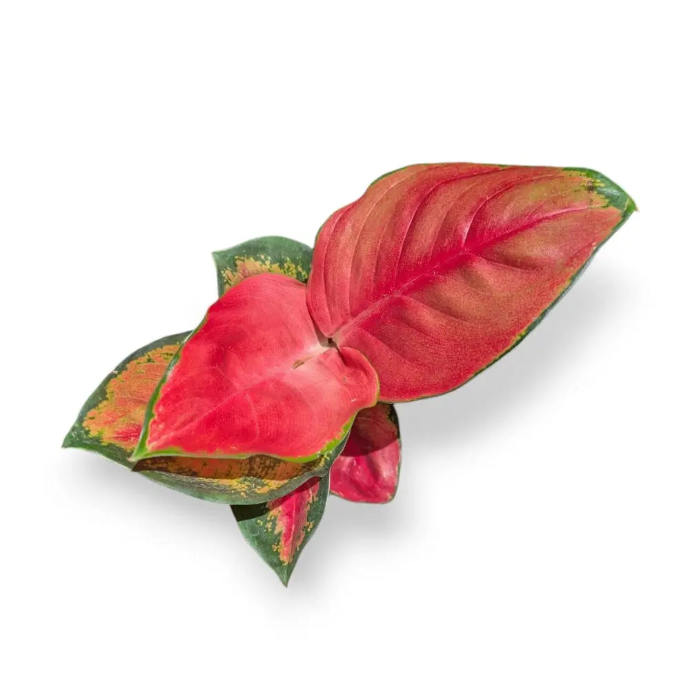 aglaonema suksom jaipong care Aglaonema 'Suksom Jaipong' – Soiled