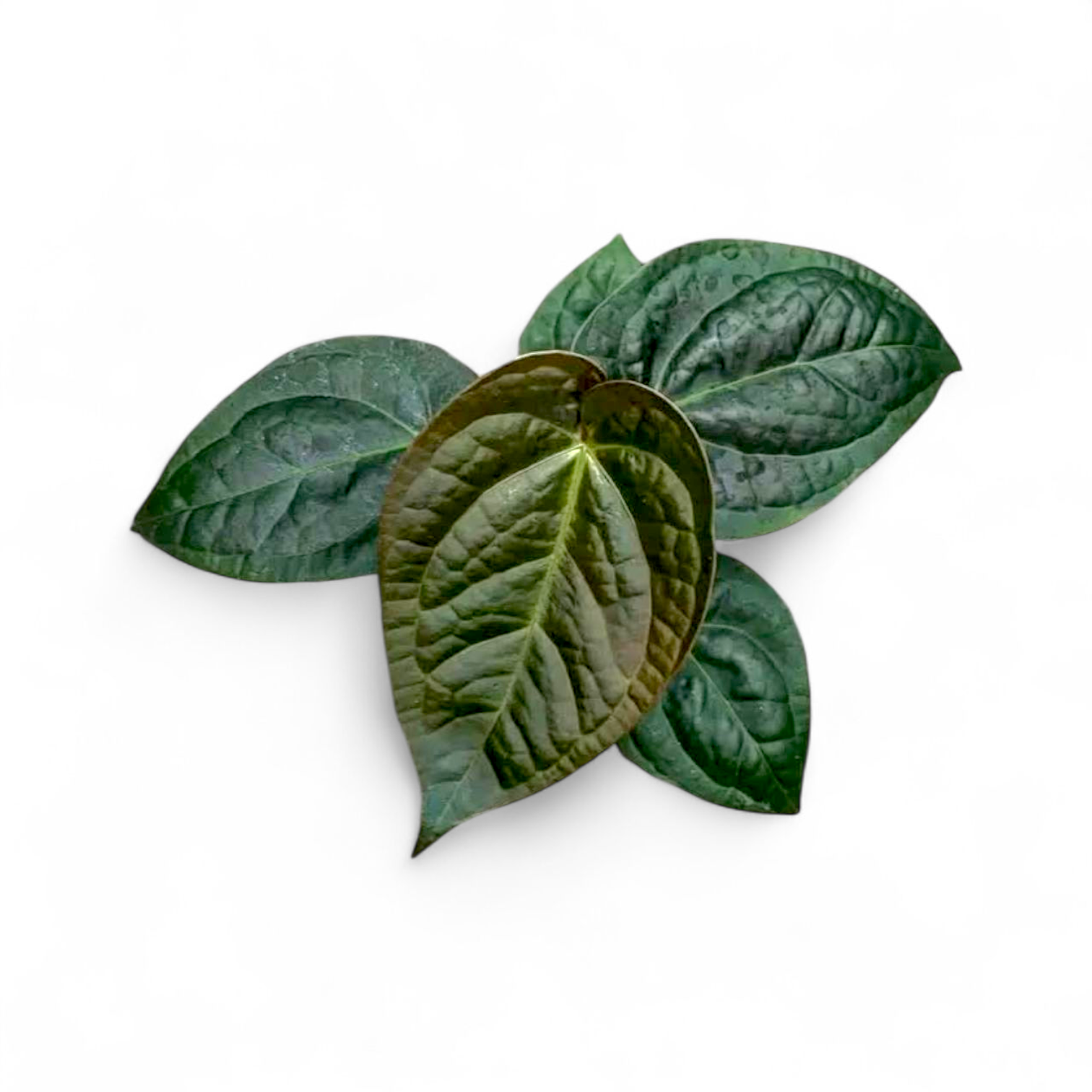 Anthurium Luxurian x Forgetii (Dark Form)