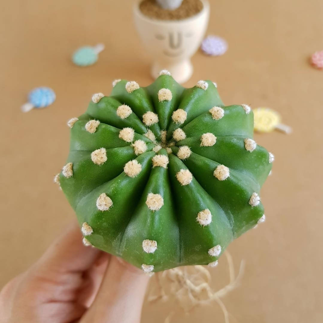 Echinopsis Subdenudata - Cactus - soiled.in