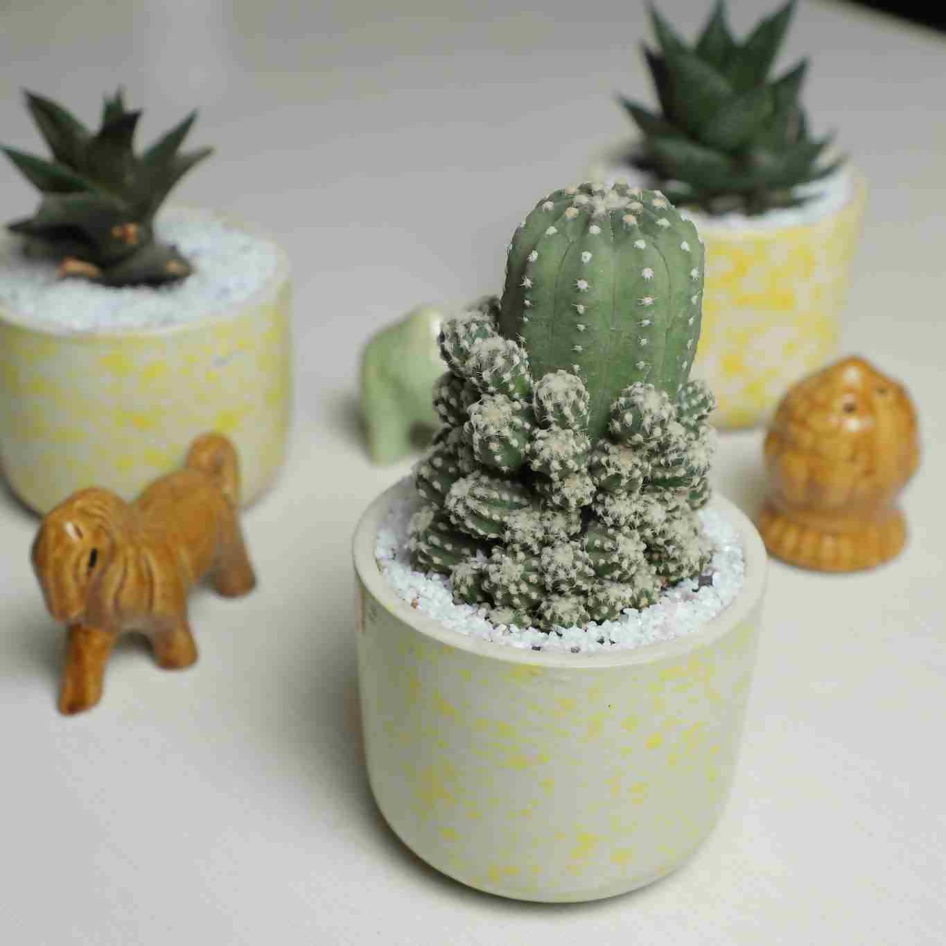 Echinopsis subdenudata hybrid - Cactus - soiled.in