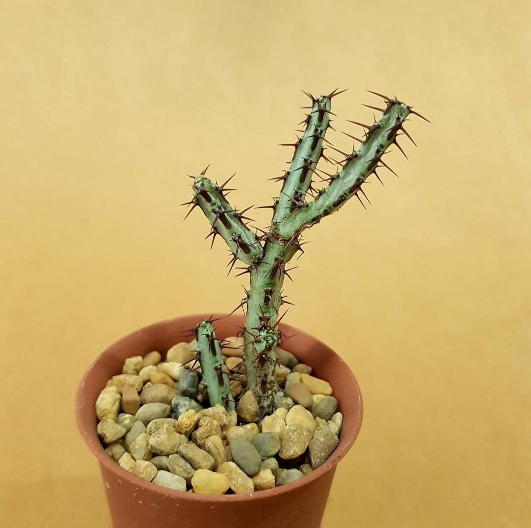 Euphorbia Aeruginosa - Euphorbia cactus - soiled.in
