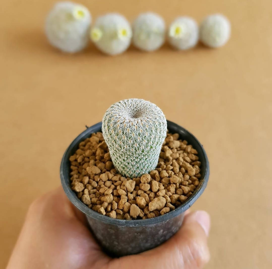 Epithelantha Micromeris - Cactus - soiled.in